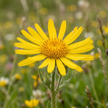 Yellow Arnica Montana Flower Seeds – Garden Flower Plant
