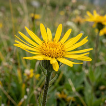 Yellow Arnica Montana Flower Seeds – Garden Flower Plant