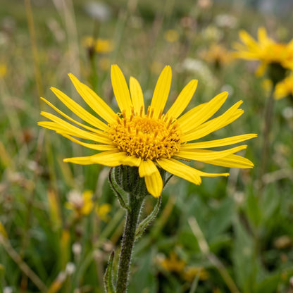 Yellow Arnica Montana Flower Seeds – Garden Flower Plant
