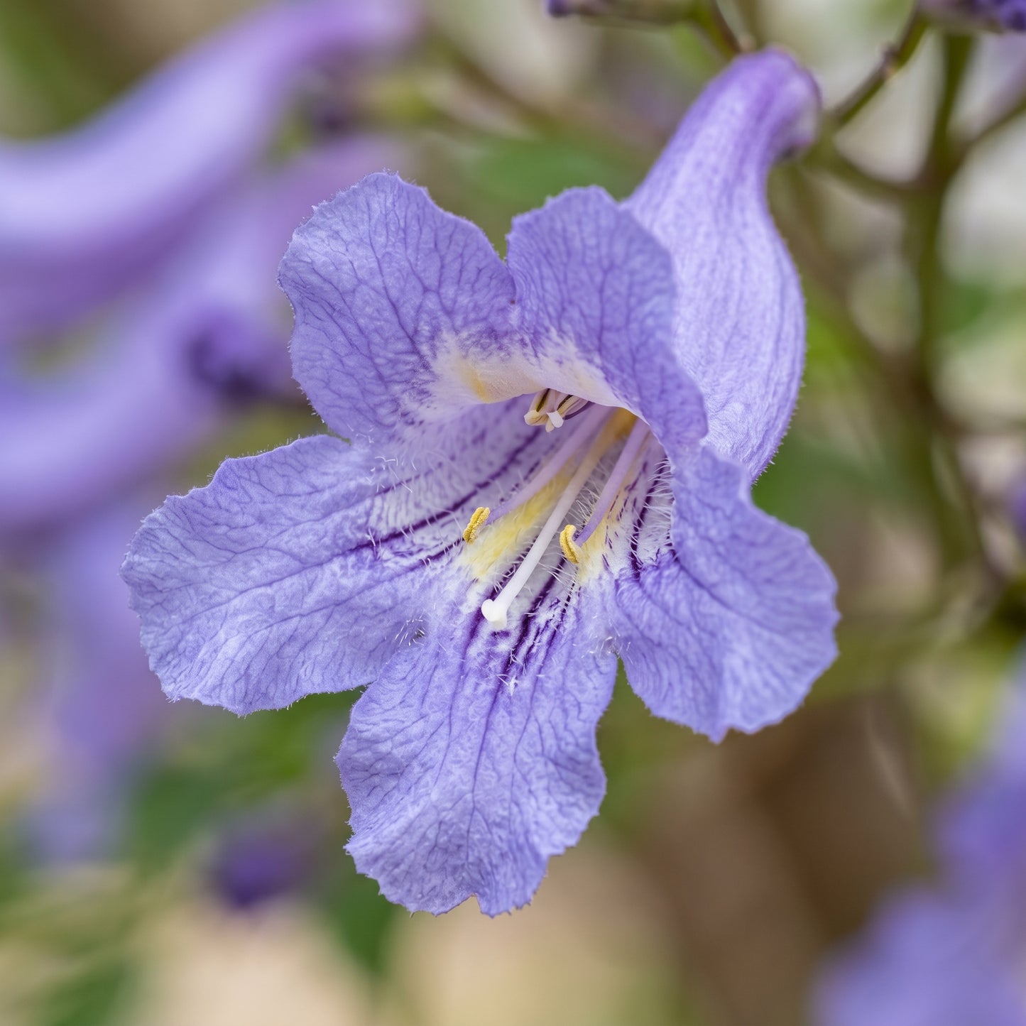 Jacaranda Tree Seeds – Blue Flowering Tree Plant