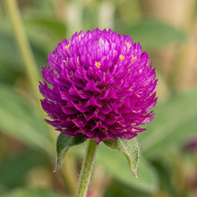 Purple Globe Amaranth Seeds – Gomphrena Flower Plant