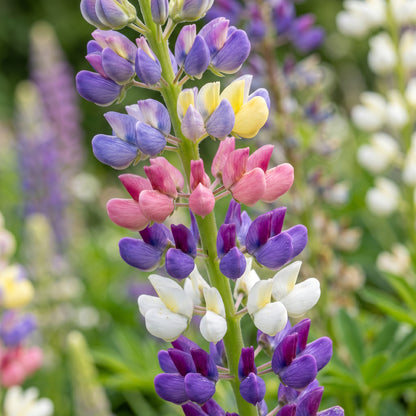 Mix Russell Lupine Seeds – Perennial Wildflower Plant