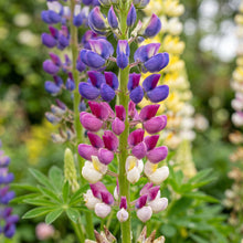 Mix Russell Lupine Seeds – Perennial Wildflower Plant
