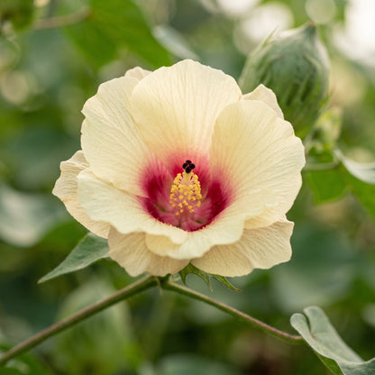 American Cotton Seeds – Gossypium Hirsutum Plant
