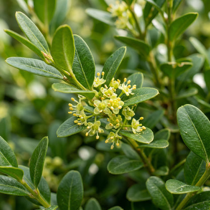 Wintergreen Japanese Boxwood Seeds – Hedge Shrub Plant