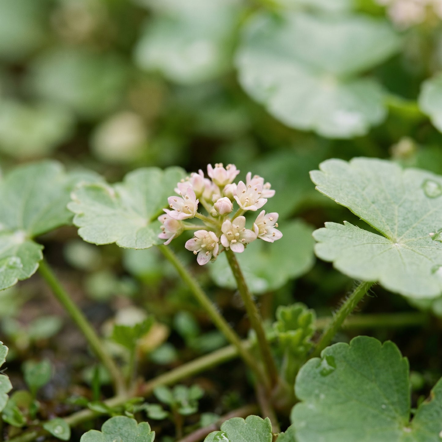 Centella Seeds – Gotu Kola Herb Plant