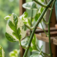 Pothos White & Green Variegated Plant – Indoor Foliage Plant
