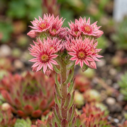 Sempervivum Tectorum Seeds – Hens and Chickens Plant
