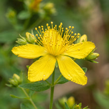 Saint John’s Wort Seeds – Hypericum Herb Plant