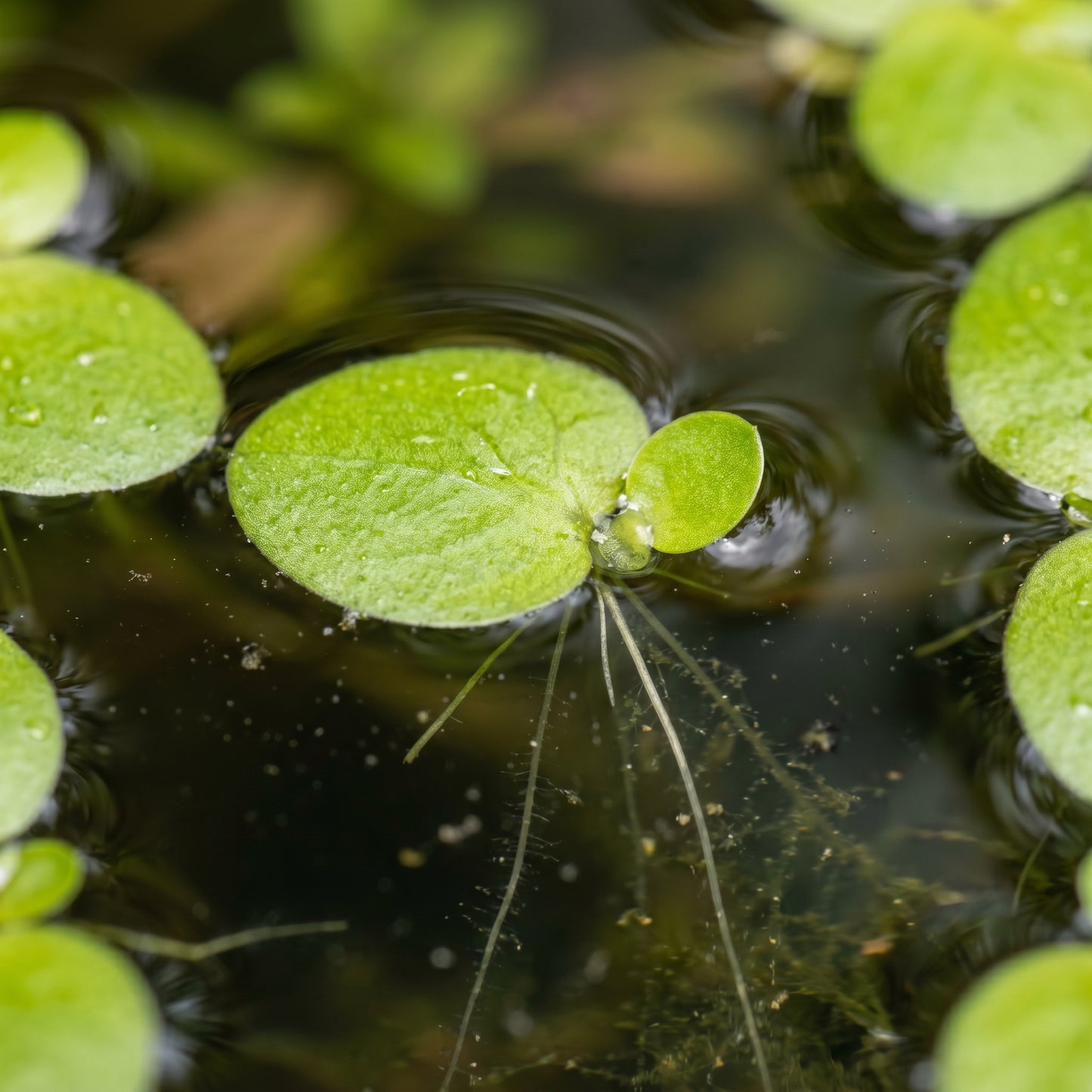 Live Duckweed Plants – Lemna Minor Aquatic Plant