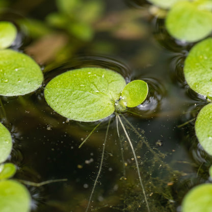 Live Duckweed Plants – Lemna Minor Aquatic Plant