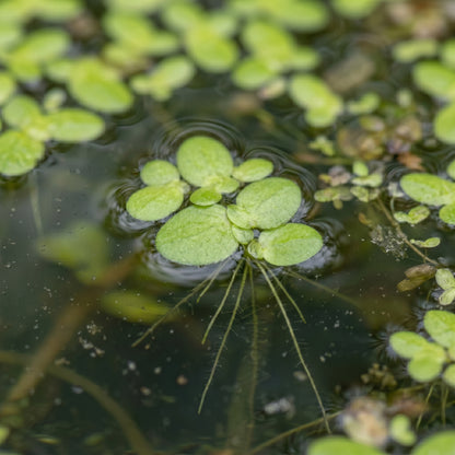 Live Duckweed Plants – Lemna Minor Aquatic Plant