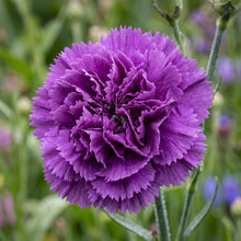 Violet Carnation Seeds – Flower Garden Plant
