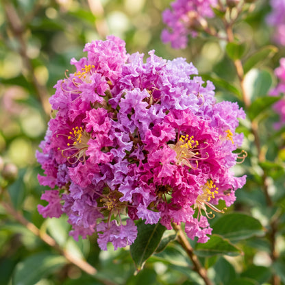 Myrtle Seeds – Lagerstroemia Indica Flowering Shrub