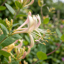 Honeysuckle Flower Seeds – Fragrant Garden Plant