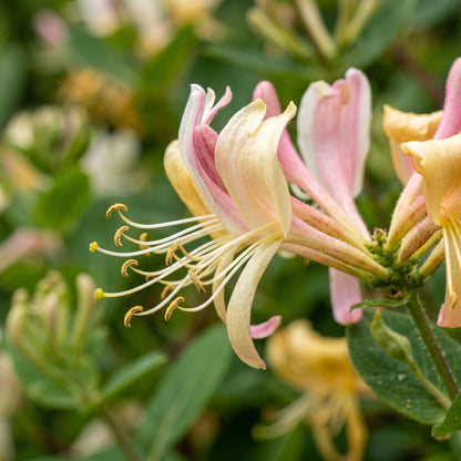 Honeysuckle Flower Seeds – Fragrant Garden Plant