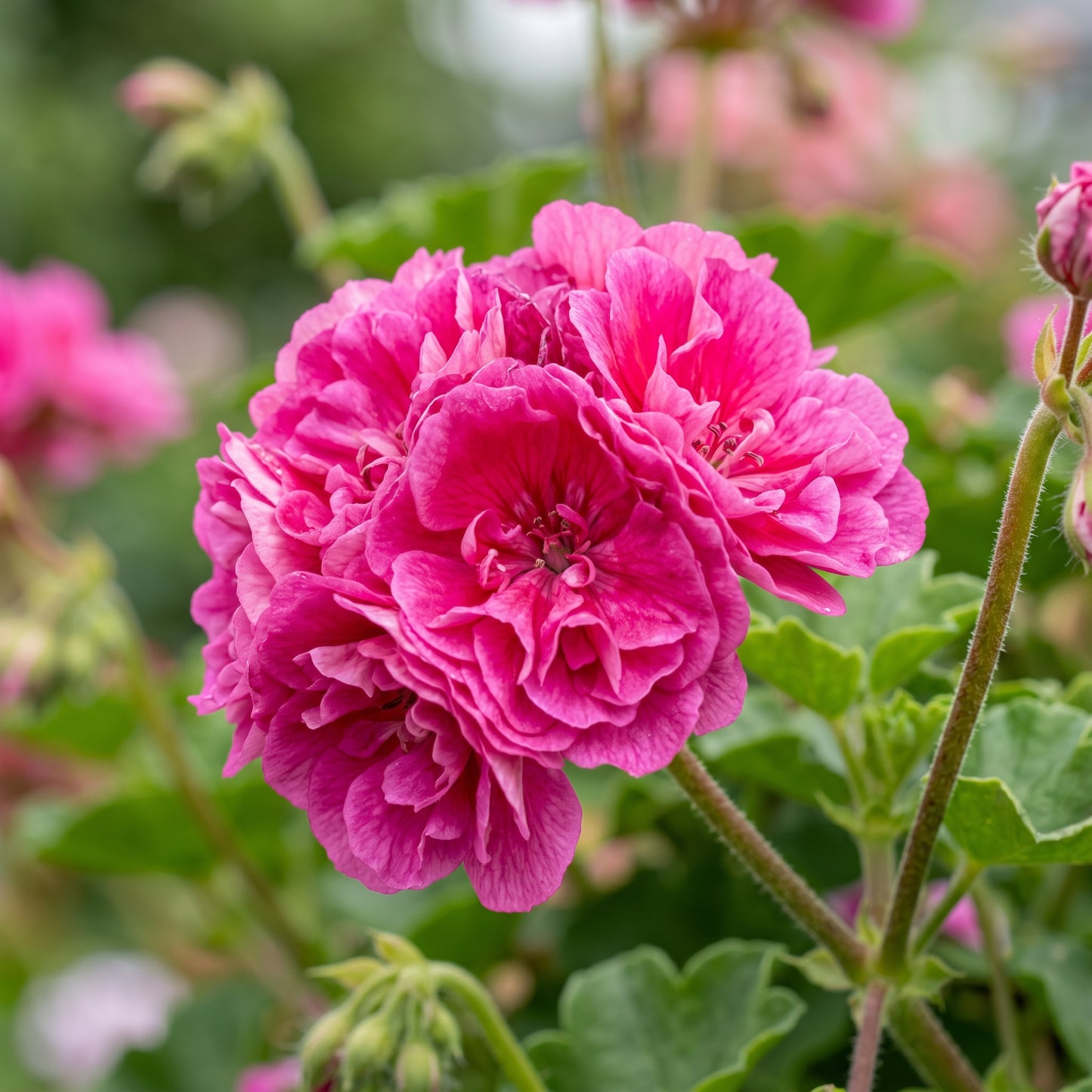 Double Geranium Seeds – Perennial Flower Plant