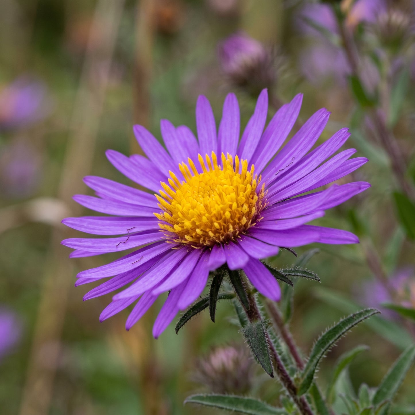 New England Aster Seeds – Purple Wildflower Plant