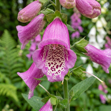 Foxglove Mixed Color Seeds – Digitalis Flower Plant