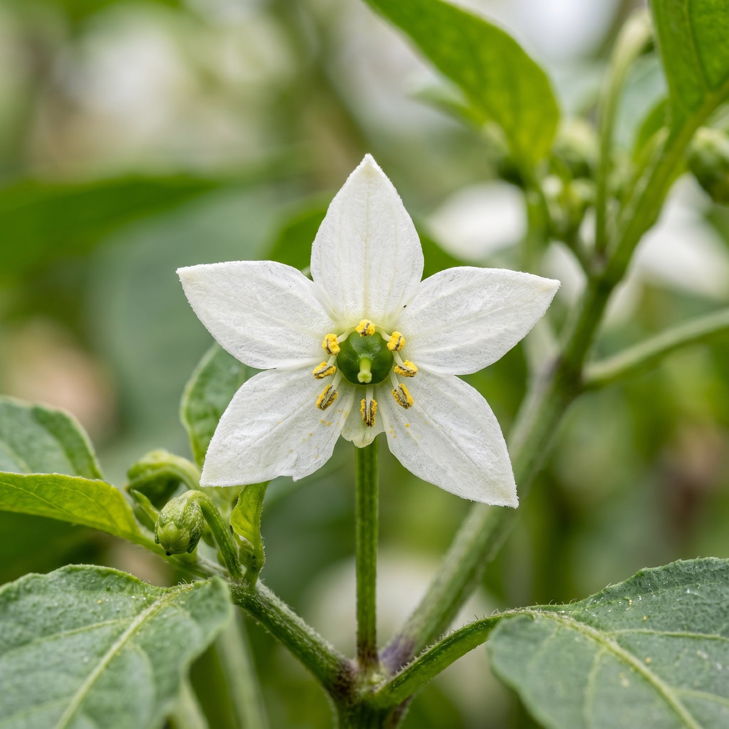 Serrano Chili Pepper Seeds – Garden Pepper Plant