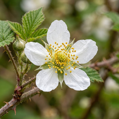 Blackberry Seeds – Thornless Fruit Plant