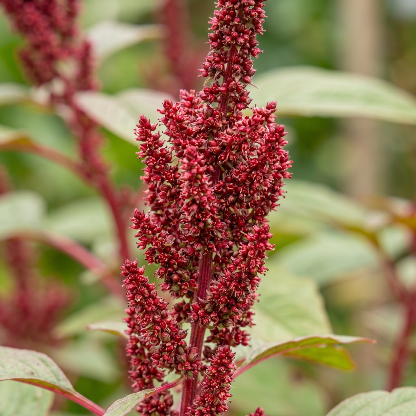 Red Amaranth Seeds – Leafy Green Plant