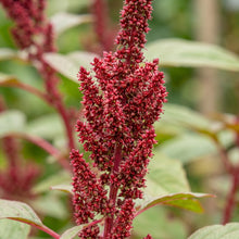 Red Amaranth Seeds – Leafy Green Plant