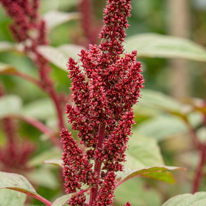 Red Amaranth Seeds – Leafy Green Plant