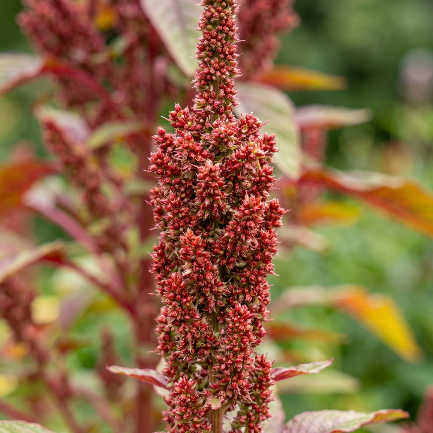 Red Amaranth Seeds – Leafy Green Plant