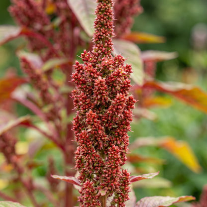 Red Amaranth Seeds – Leafy Green Plant