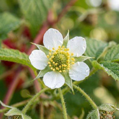 Red Raspberry Seeds – Sweet Fruit Plant