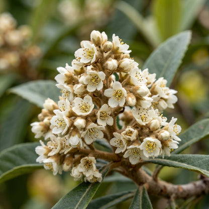 Japanese Loquat Seeds – Tropical Fruit Tree