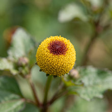 Toothache Plant Seeds – Electric Daisy Flowerb