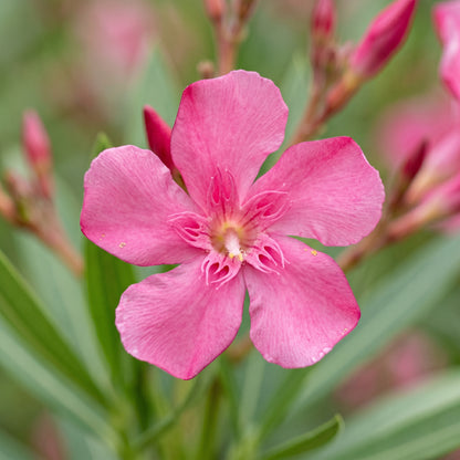 Nerium Oleander Pink Shrub – Flowering Plant