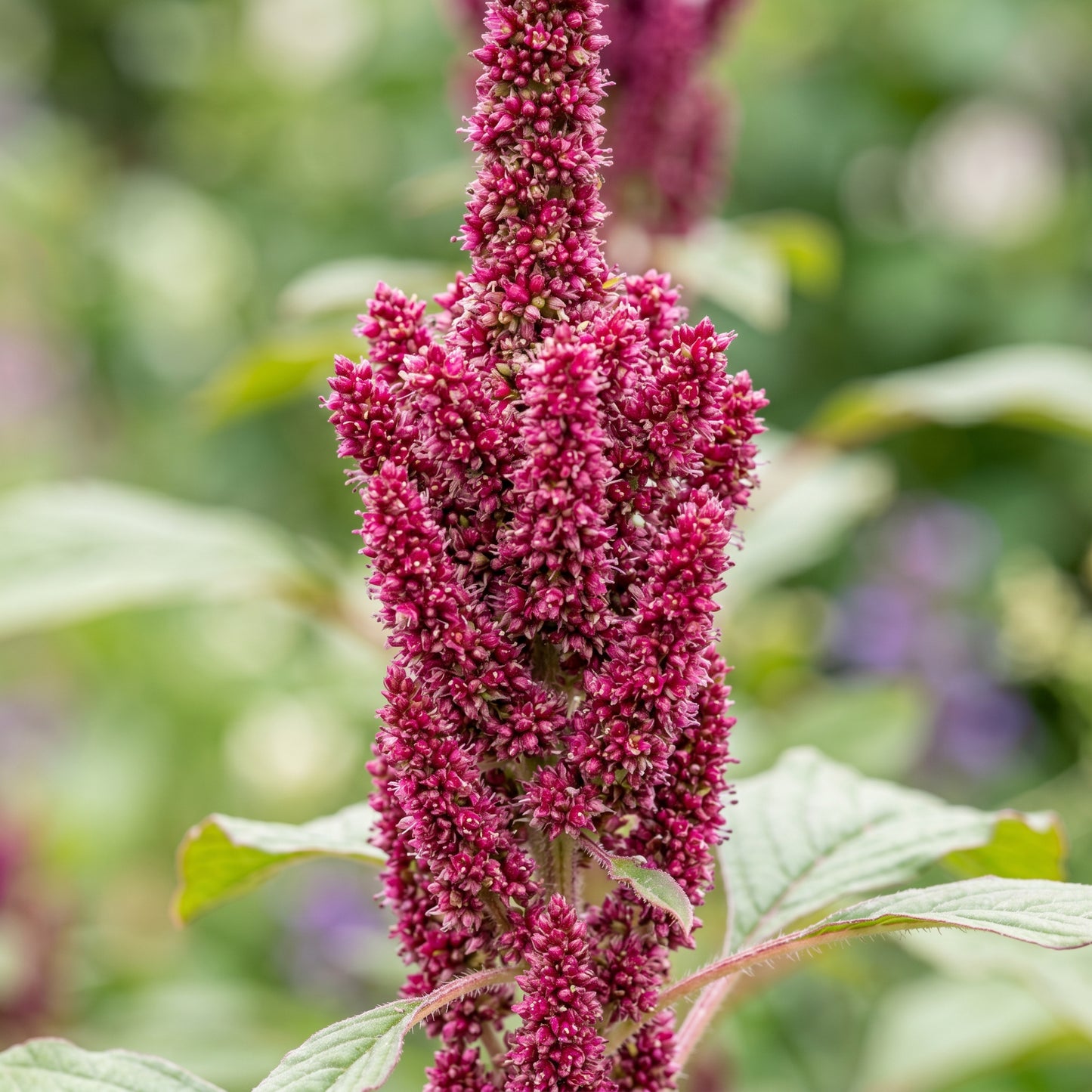 Amaranth Seeds – Red & Green Garden Plant
