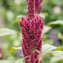 Amaranth Seeds – Red & Green Garden Plant