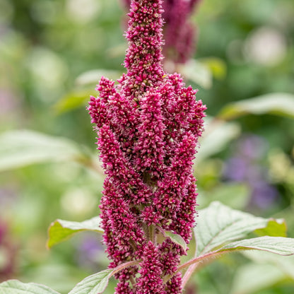 Amaranth Seeds – Red & Green Garden Plant