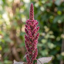 Amaranth Seeds – Red & Green Garden Plant