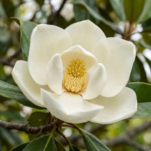 Magnolia Flower Seeds – Ornamental Tree Plant