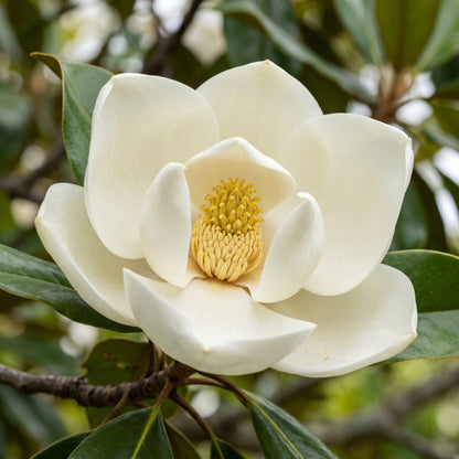 Magnolia Flower Seeds – Ornamental Tree Plant