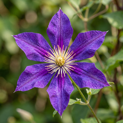 Mixed Clematis Seeds – Flowering Vine Plant