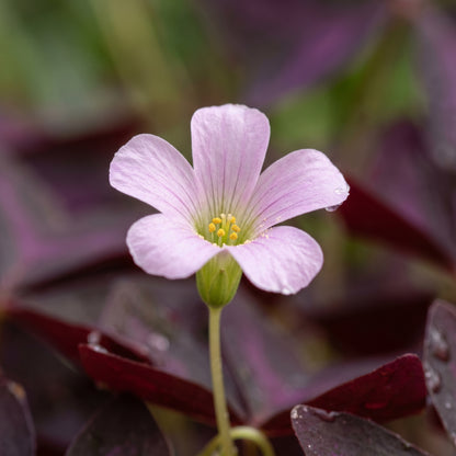 Shamrock Oxalis Bulbs – Decorative Plant