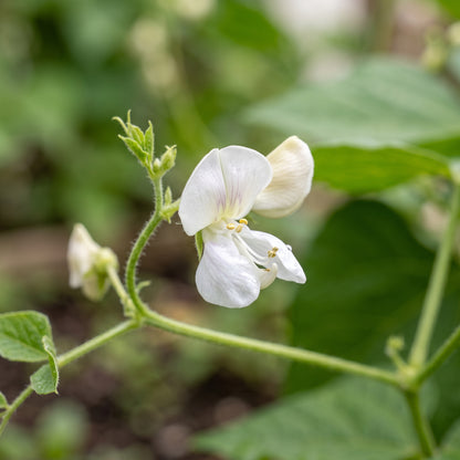 Tongue of Fire Bean Seeds – Bush Bean Plant