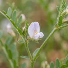 Green Lentil Sprouting Seeds – Garden Lentil Plant
