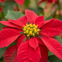Red Poinsettia Plant Seeds for Indoor Growing