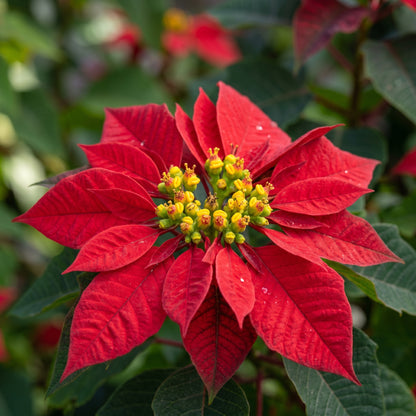 Red Poinsettia Plant Seeds for Indoor Growing