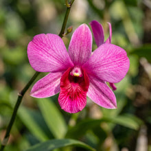 Dendrobium Flower Seeds Pink Red Mix
