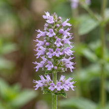 Peppermint Herb Seeds for Containers