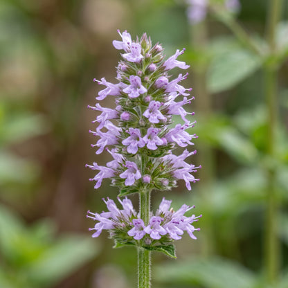 Peppermint Herb Seeds for Containers
