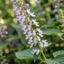 Korean Perilla Herb Seeds for Home Gardens